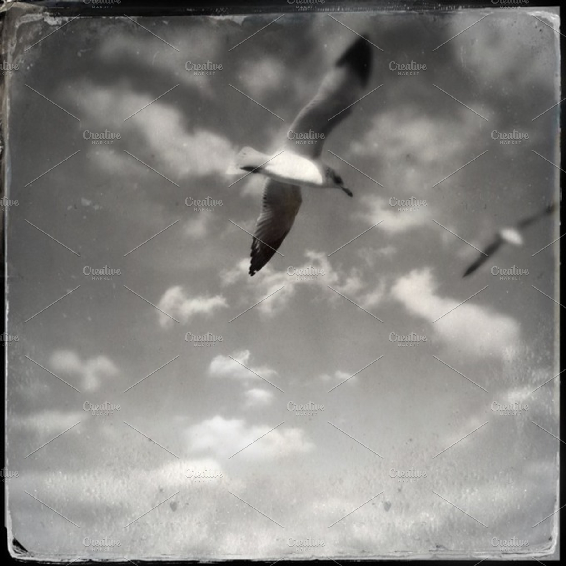 Seagulls 2