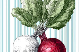 Retro hand-drawn beetroot, a Food & Drink Photo by MistyDay