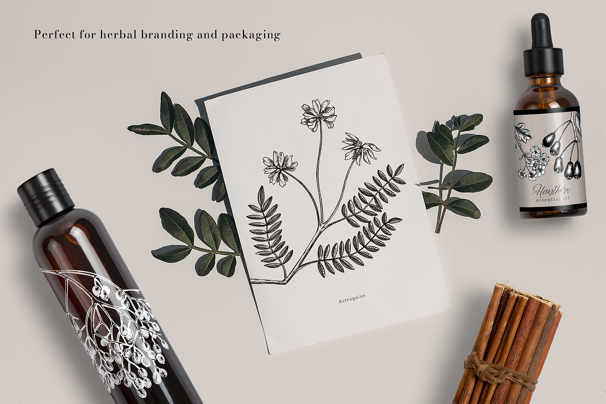 Adaptogenic Plants Vector Collection, a Healthcare Illustration by Yevheniia (Photo 5 of 9)