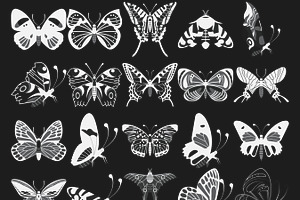 Butterfly Outlines Set 5 Procreate