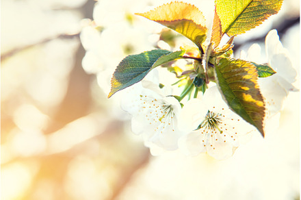 Flowering tree branches in spring, a Nature Photo by yanadjana