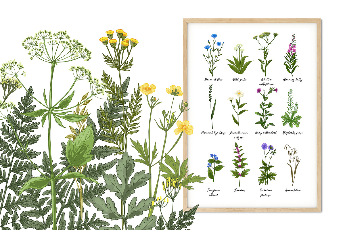 Wild herbs. Wildflowers in summer, an Illustration by irina.vaneeva (Photo 3 of 5)