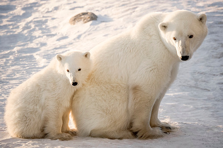 Mom and baby polar bears