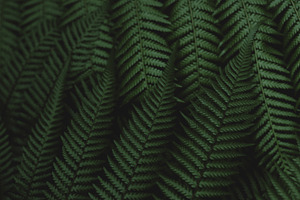 Minimalist Forest Fern Background, a Nature Photo by René Jordaan Photography