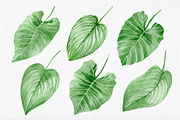 Watercolor tropical elements, an Animal Illustration by AV Design (Thumbnail 4 of 12)