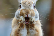 236 surprised animals, an Animal Photo by Handmadefont (Thumbnail 185 of 241)
