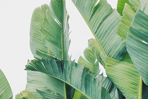 Minimalist Strelitzia Leaves Art