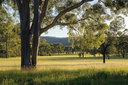 Expansive green meadow under bright, a Photo by Iftikhar Alam