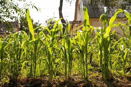 A young green corn plant grows in the field, in sunlight, a Nature Photo by TanaCh