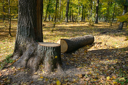 Felled tree in the forest, a Nature Photo by Serg64
