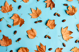 Autumn leaves with acorns compositio, an Abstract Photo by hitdelight