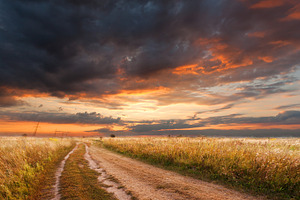 Evening sunset in the field