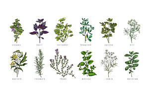Set of hand drawn colorful herbs, a Food Illustration by Sabelskaya