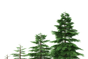 Fir Tree - Animation Of Growth