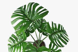 Monstera 05