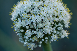 Vertical macro shot of a white onion flower head blooming on a scape in the gar, a Nature Photo by Rohan Photography