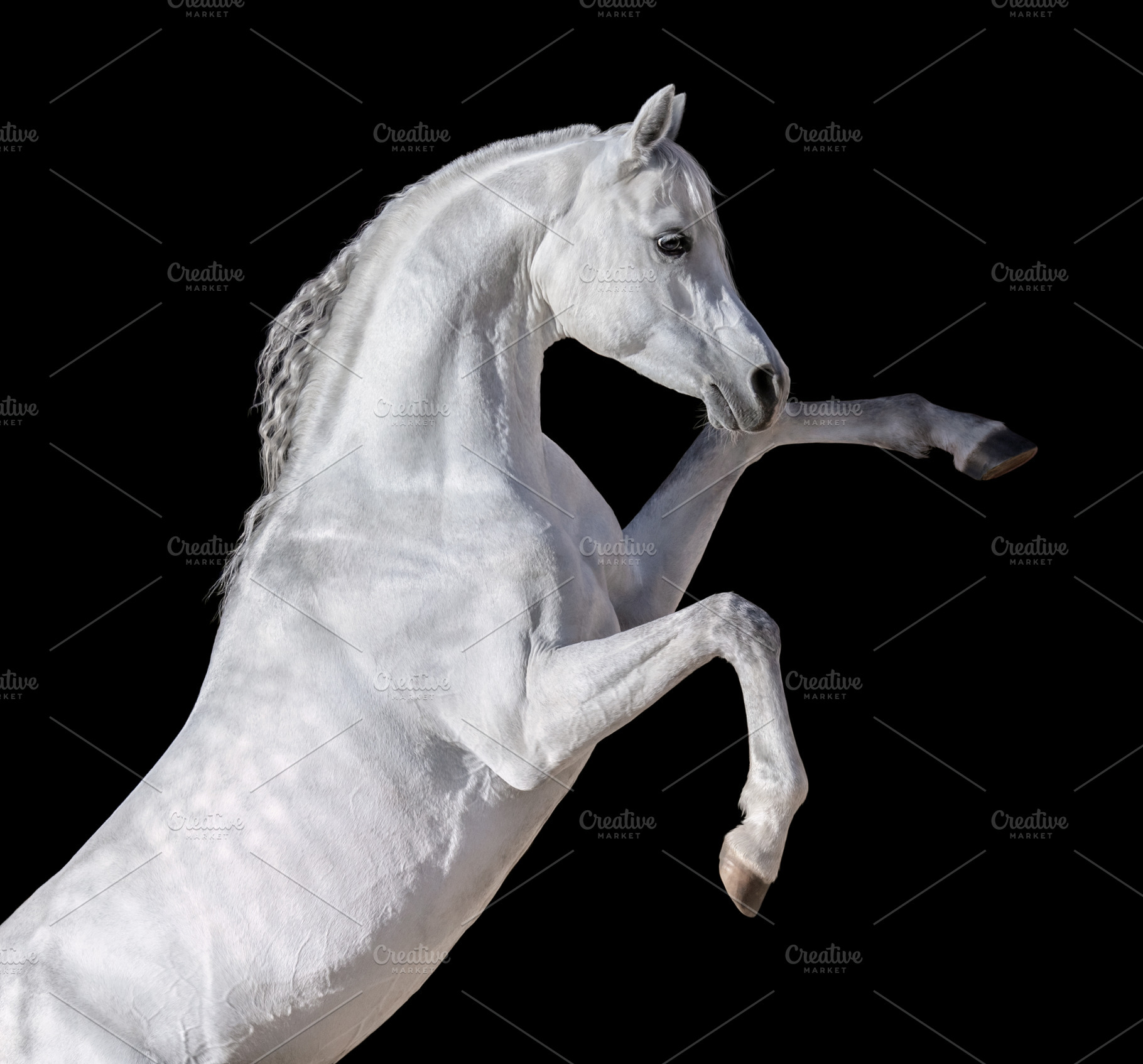 White Arabian horse rearing up., an Animal Photo by Horses and Dogs