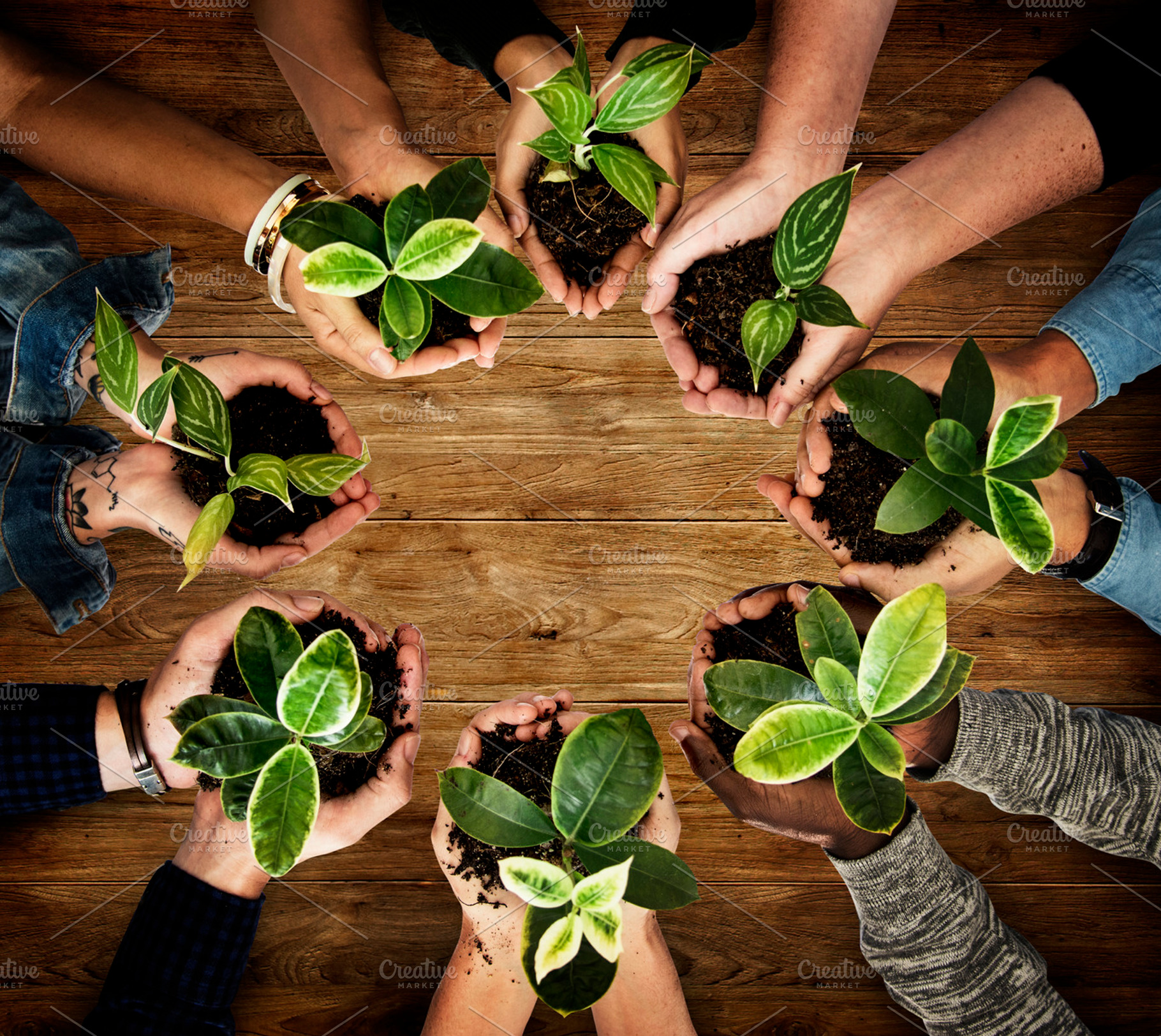 Hands holding plants featuring plant, person, and relax, a Person Photo by rawpixel