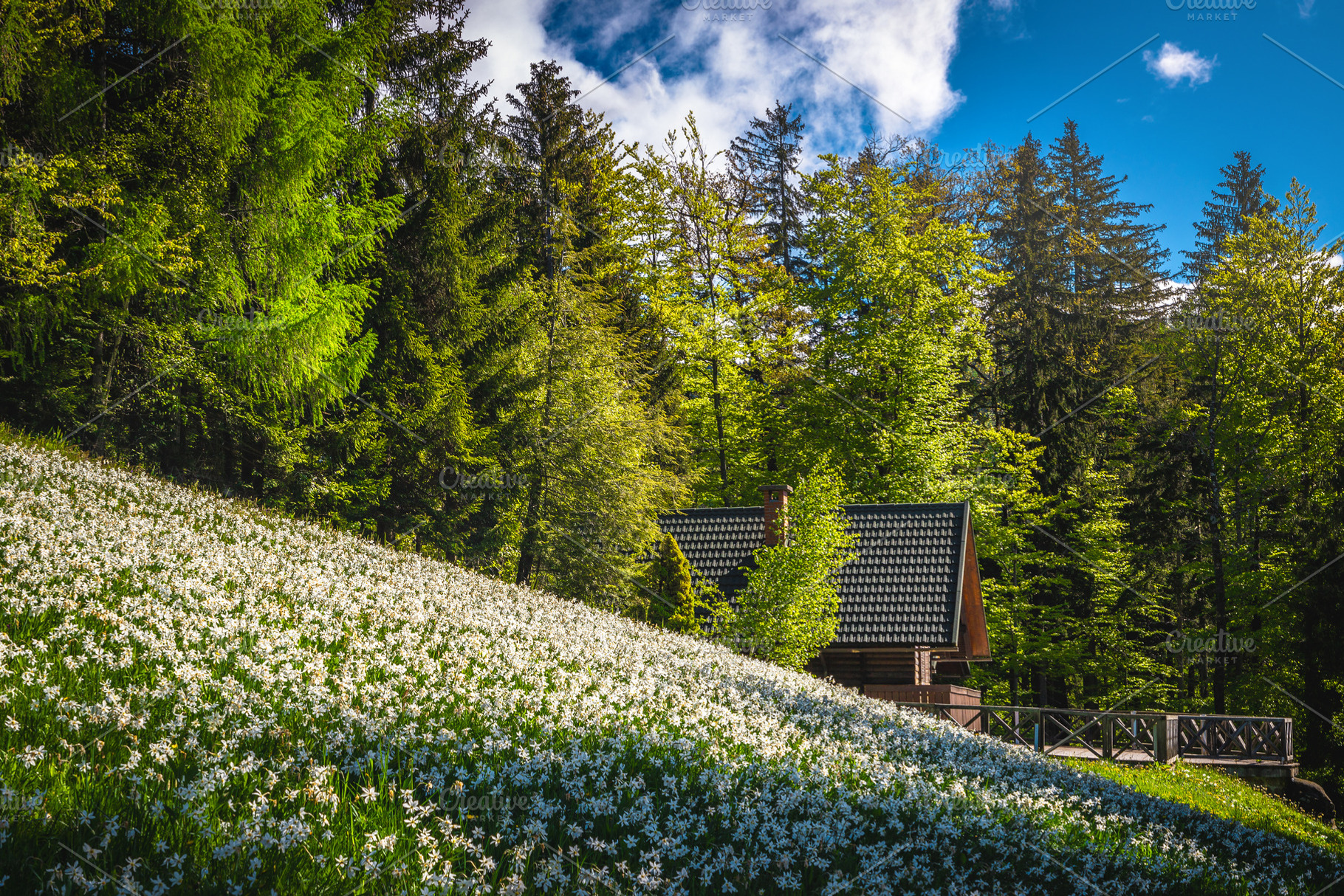 Wooden house near blooming daffodils, a Nature Photo by Alpine Dreams