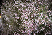 A Garden of Roses | Wedding, Events, a Nature Photo by Farewell (Thumbnail 30 of 41)