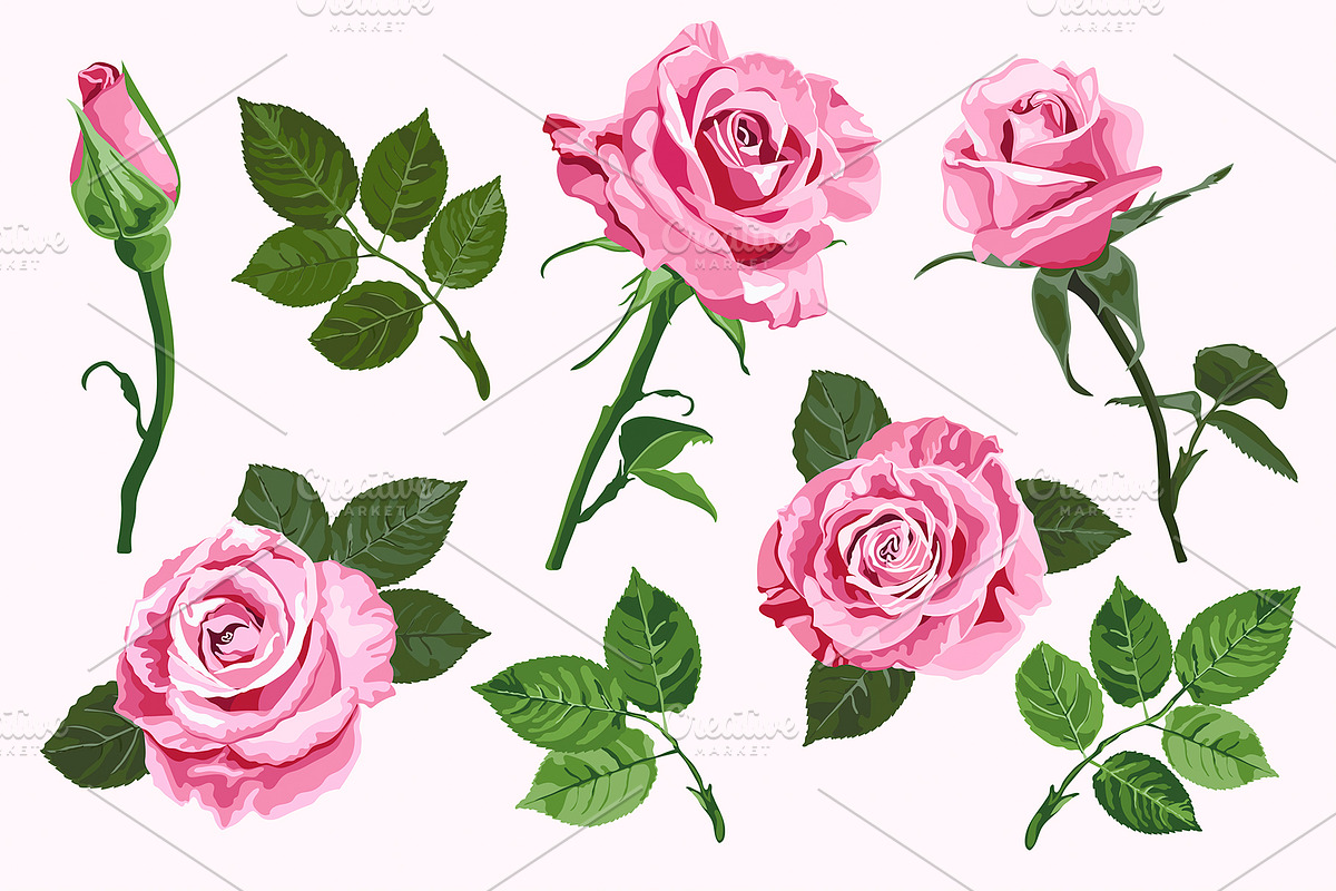 Pink vector roses elements set, a Decorative Illustration by TasiPas