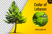 CUT OUT TREES - 60 PCS BUNDLE, a Packaging Mockup by 3DSTORE (Thumbnail 35 of 63)