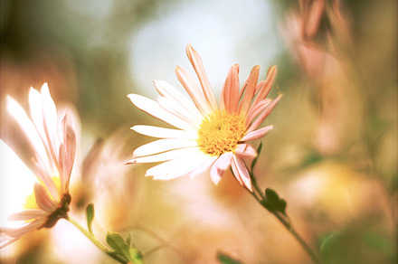 Feverfew Flowers