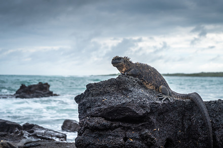 Marine iguana on rocks at Puerto Villamil beach, Galapagos, Ecua