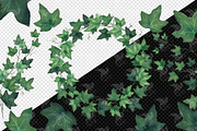 Watercolor Ivy Clipart, an Illustration by Digital Curio (Thumbnail 3 of 5)