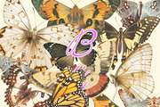 Moth and Butterflies, an Object Graphic by TheCuteShop (Thumbnail 8 of 9)