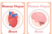 Human Organs Flash Cards, a Card Template by DigitalsDesigns (Thumbnail 2 of 4)