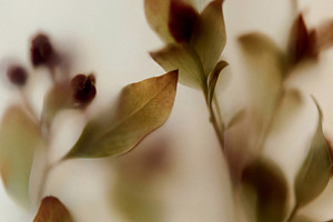 Soft focus botanical abstract, a Nature Photo by Virgo Studio