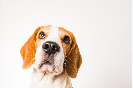 Beagle dog portrait isolated on, an Animal Photo by MadPhotos
