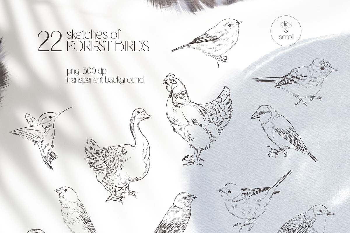 FOREST SONG birds sketches, an Animal Illustration by Yuliia Lashevska (Photo 9 of 15)