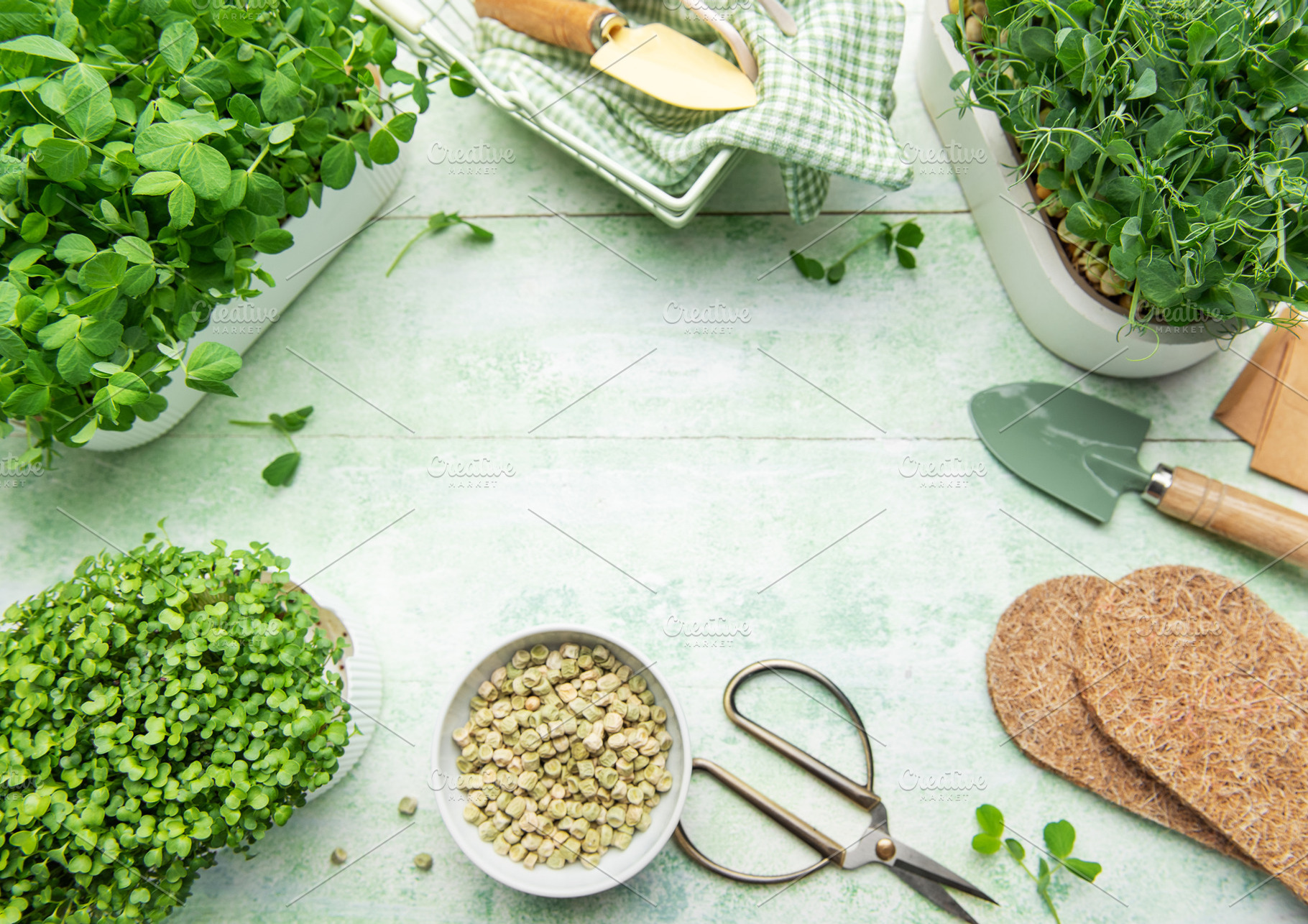 Growing microgreens at home with gardening tools, a Food & Drink Photo by Olena Rudo