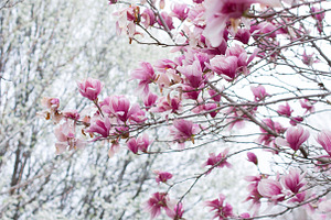 Magnolia tree blooming, a Nature Photo by Ana Dee Photography