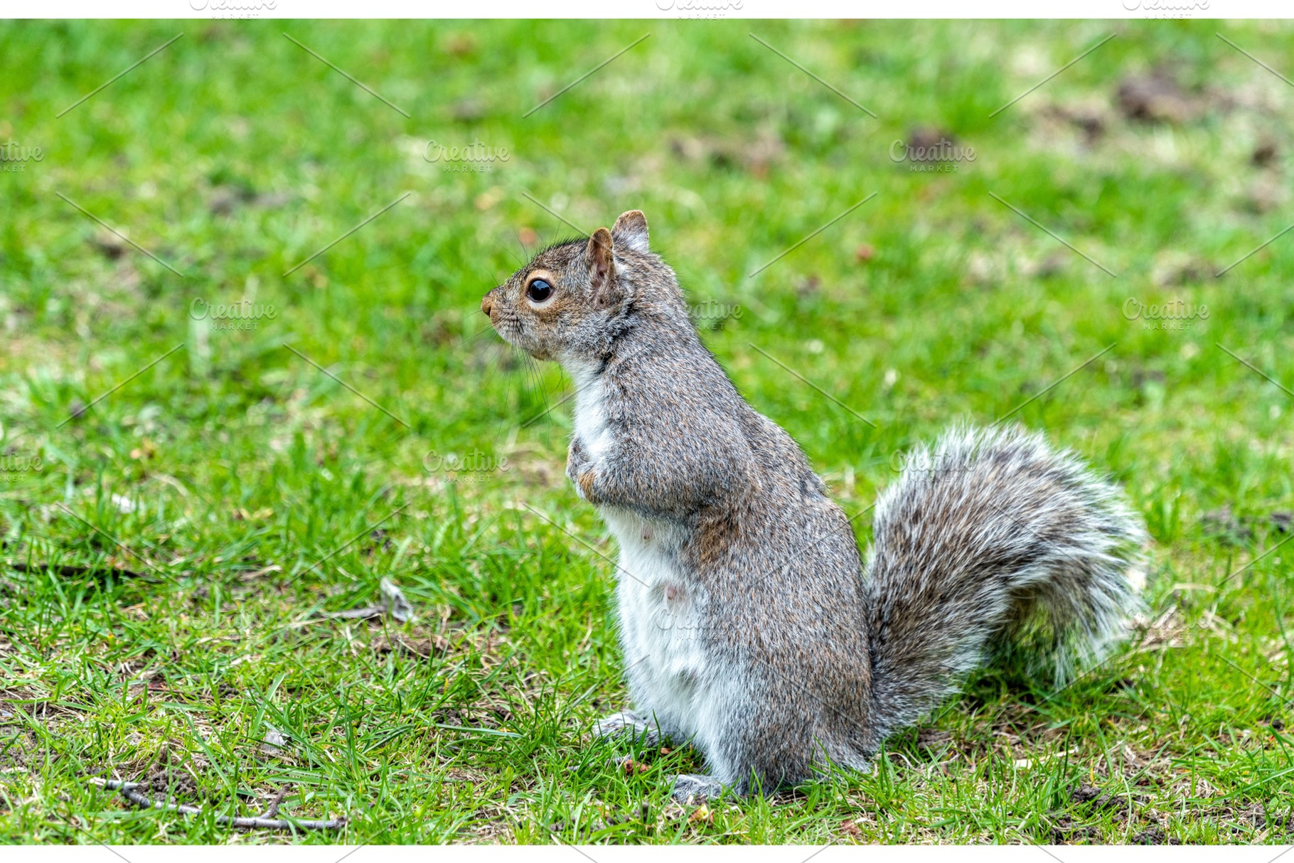 Eastern gray squirrel in montreal quebec canada featuring squirrel, an Animal Photo by Leonid Andronov