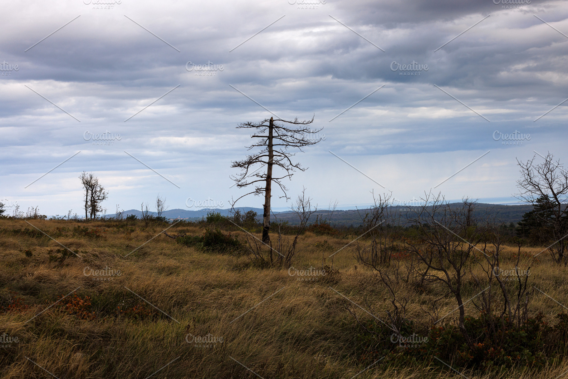 Lone dead tree on the way to the top of the mountain, a Nature Photo by Bepslabor