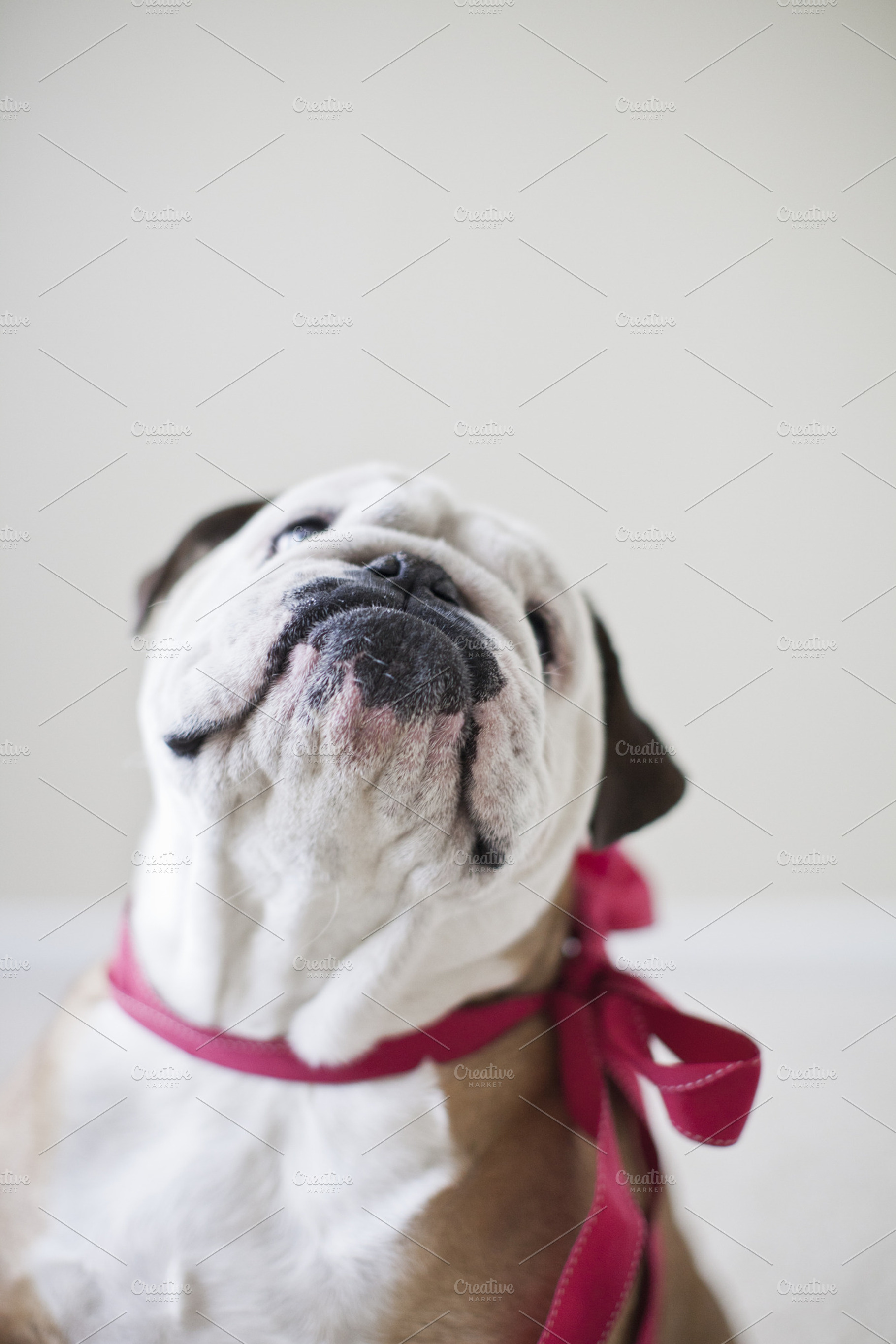 Bulldog in a Bow