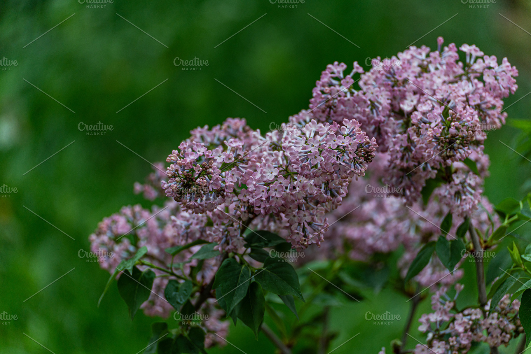 Blooming lilac bush in the spring garden, a Nature Photo by Anna Bogush