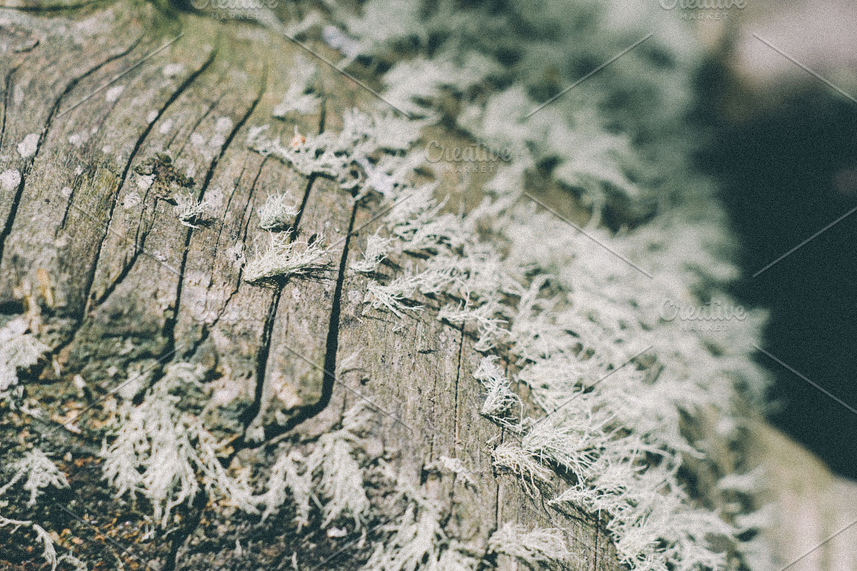 Forrest Tree Textures Bundle, a Nature Photo by Stephanie Mikuls (Photo 4 of 5)