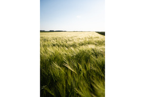 Green barley field swaying in the, a Nature Photo by volodymyrshtun13795