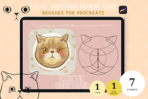 Exotic Shorthair Drawing Guide