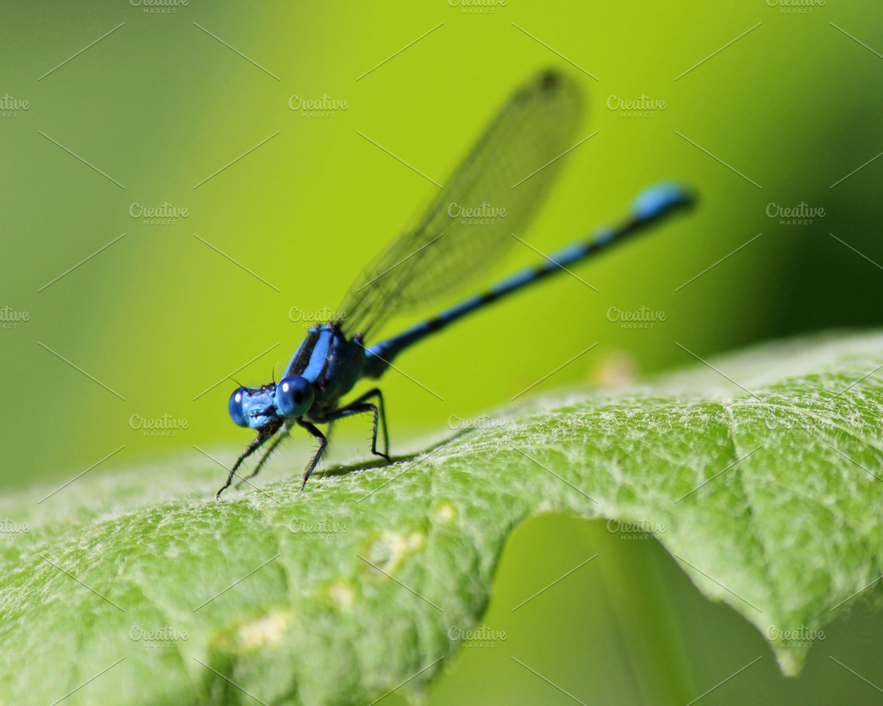 Dragonflies Have Lips?, an Animal Photo by Erica Patstone