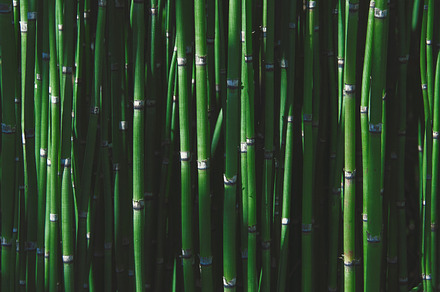 Bamboo featuring bamboo, green, and wall of bamboo