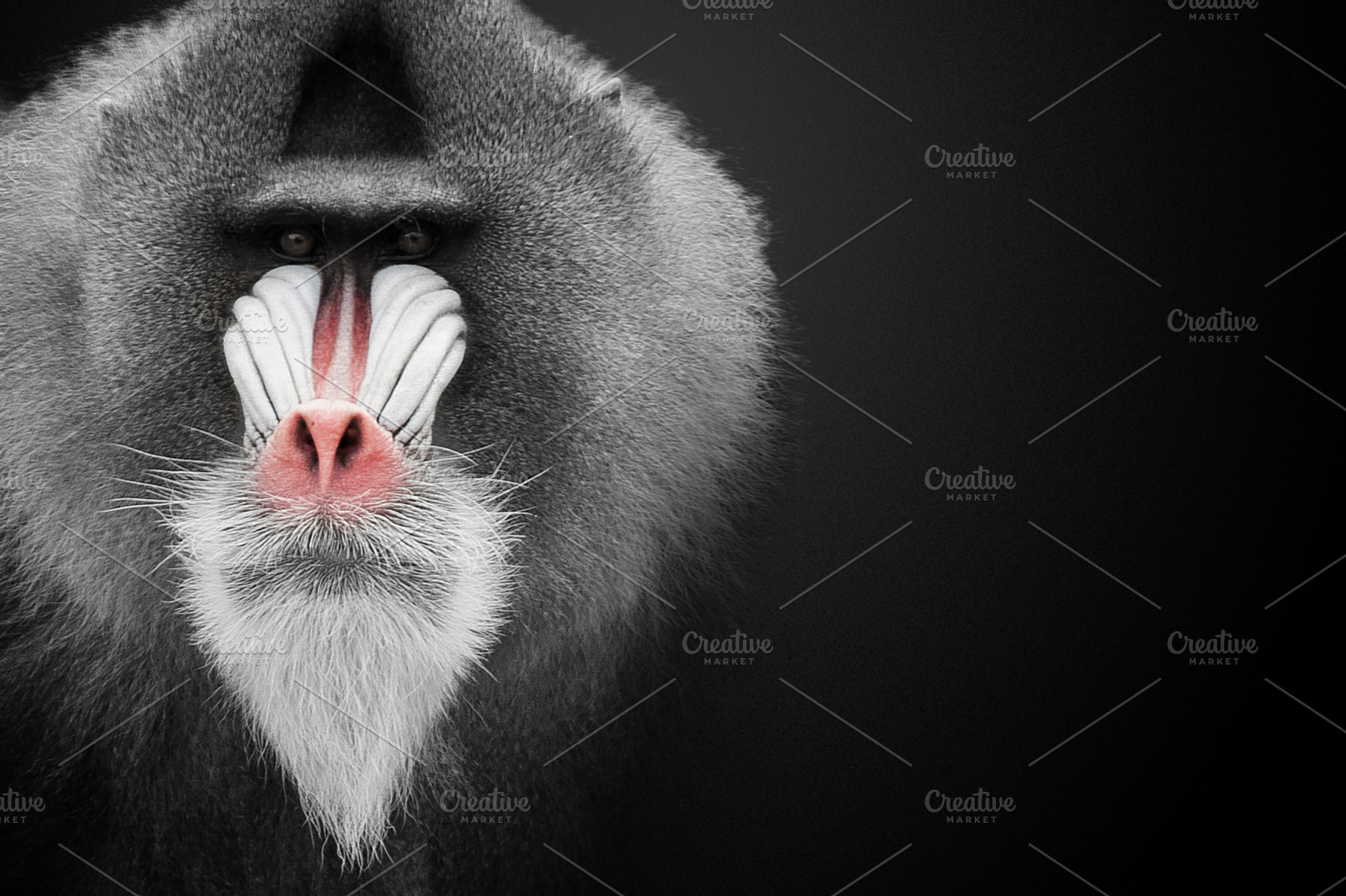 Mandrill, an Animal Photo by Chuck Pearson