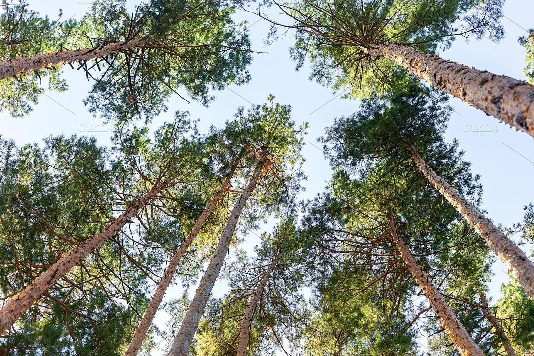 Spruce trees with blue sunny sky, a Nature Photo by AlexBush