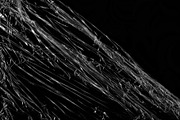198 Plastic Photoshop Brushes, a Brush Add-On by ArtistMef (Thumbnail 11 of 11)