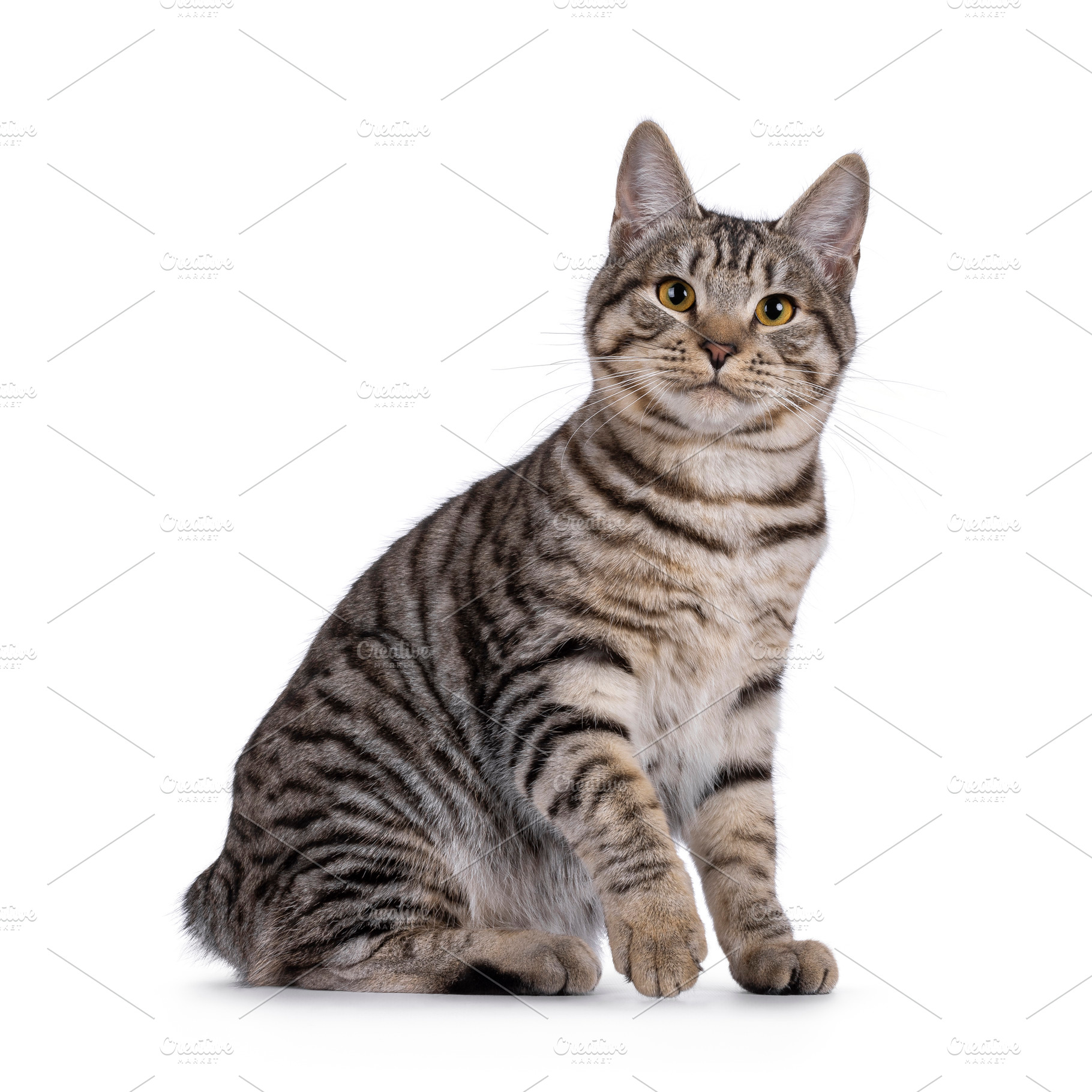 Kurilian Bobtail cat on white, an Animal Photo by Cat'chy Images by Nynke