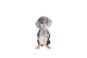 Dachshund Dog Illustration, an Illustration by Foxery Digital (Thumbnail 2 of 5)